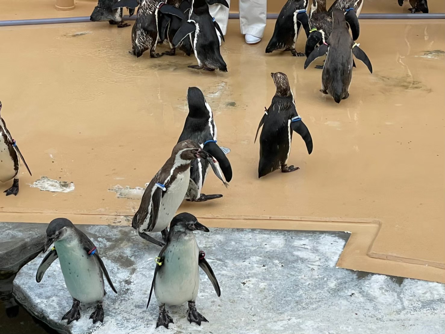 ペンギン