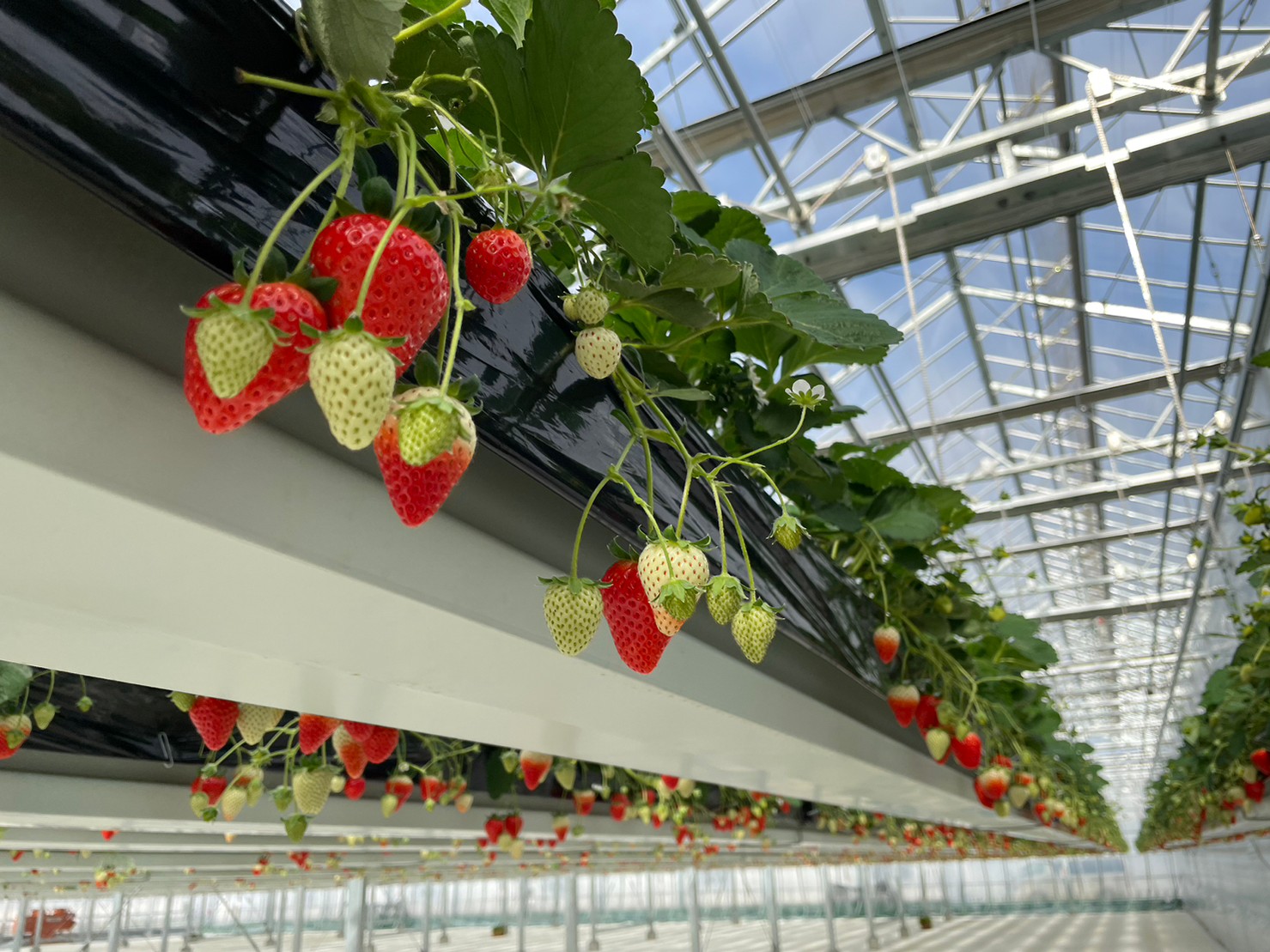 リフト式いちご園の写真