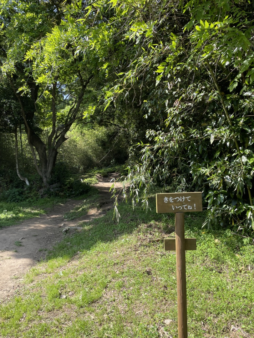 ハイキングコース