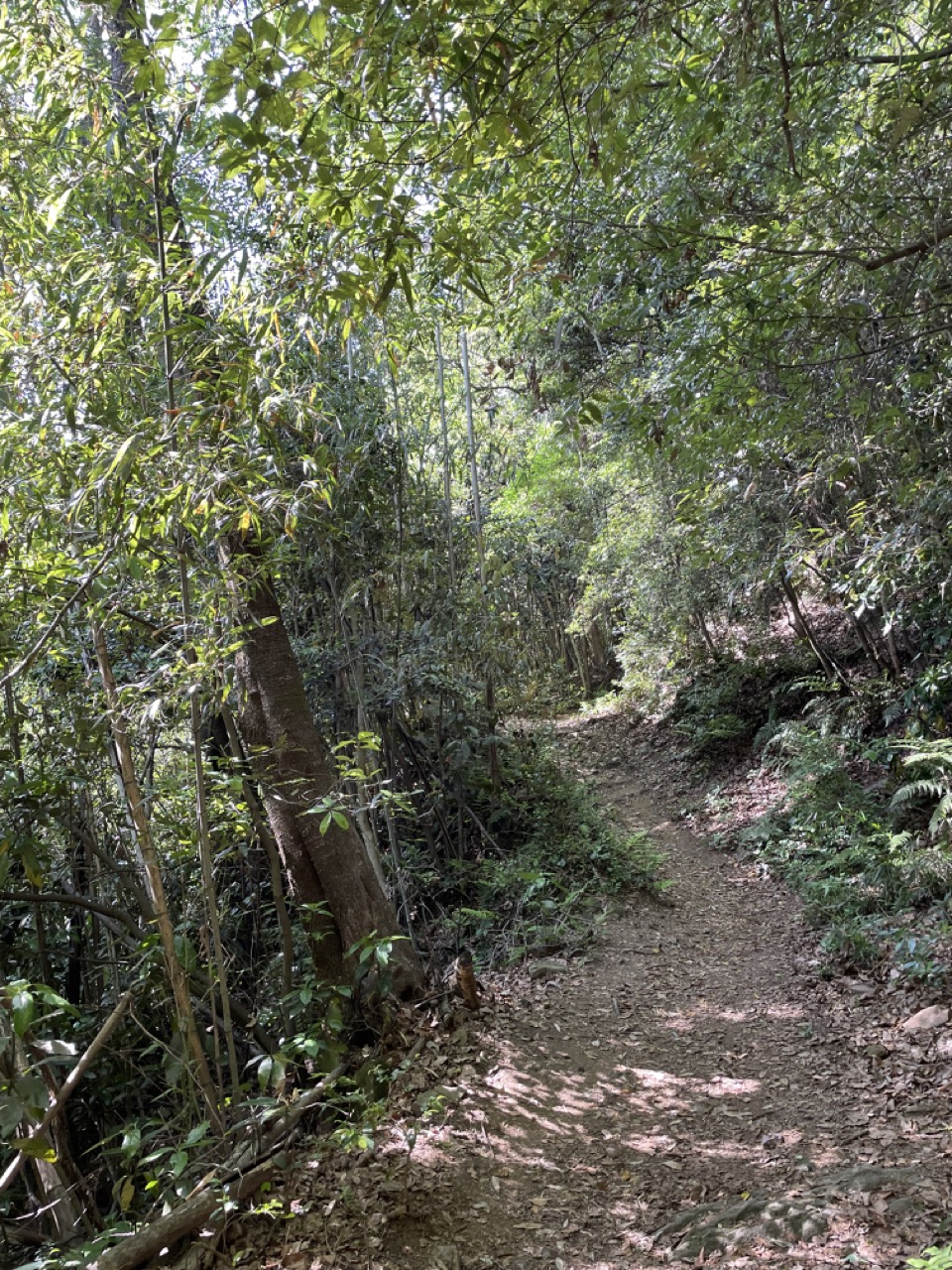 ハイキングコース