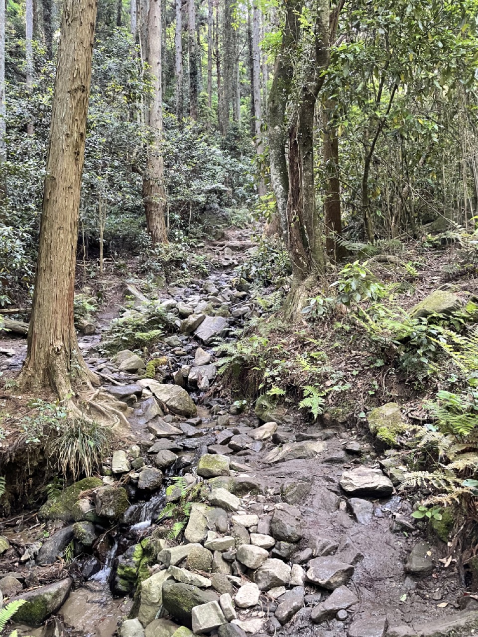 ハイキングコース