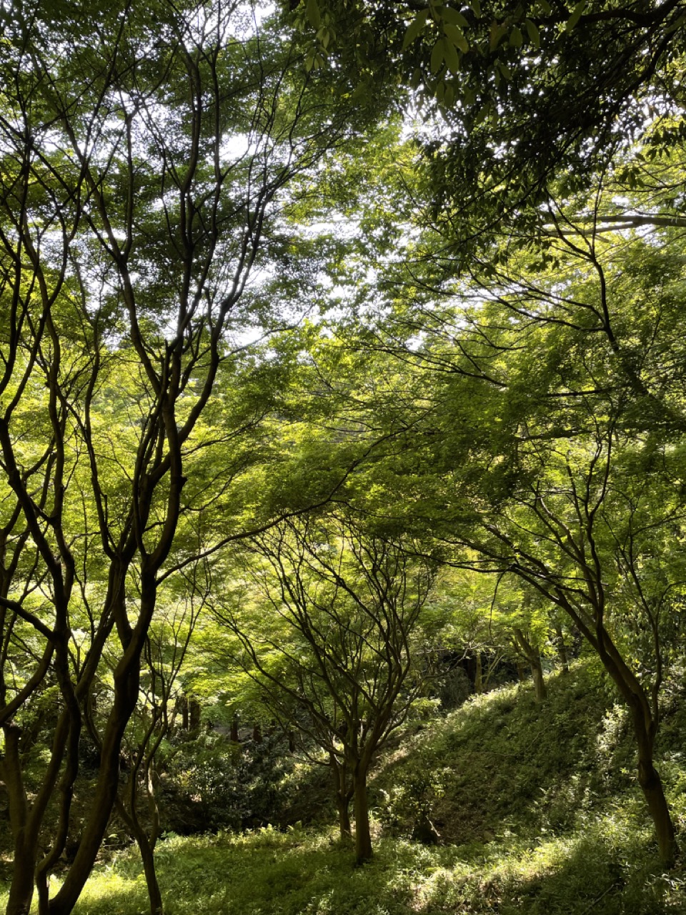 ハイキングコース