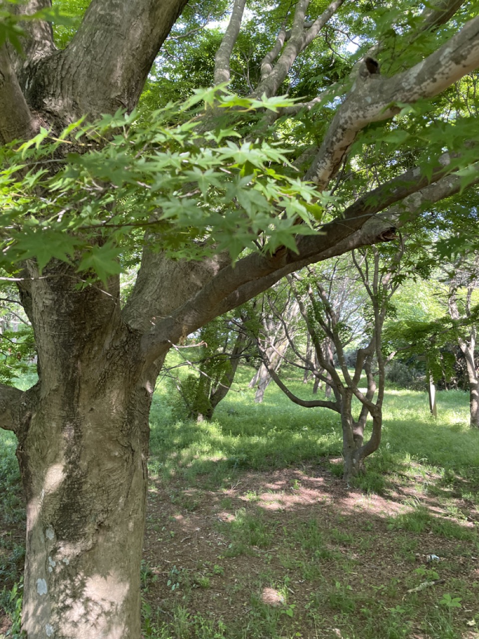 ハイキングコース